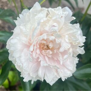 Meet your Posher, Shannon